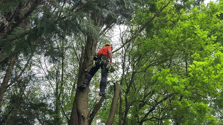 Best Tree and Shrub Care  in West Palm Beach, FL